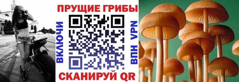 купить  цена  Звенигород  Галлюциногенные грибы мицелий 